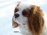 Adorables chiots cavalier king charles LOF