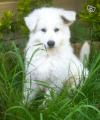 Adorable berger blanc